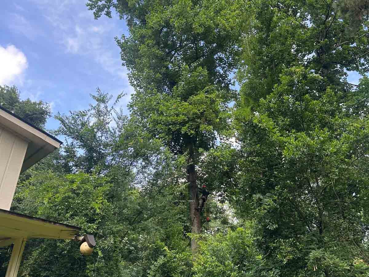 El Costeño Tree Service LLC